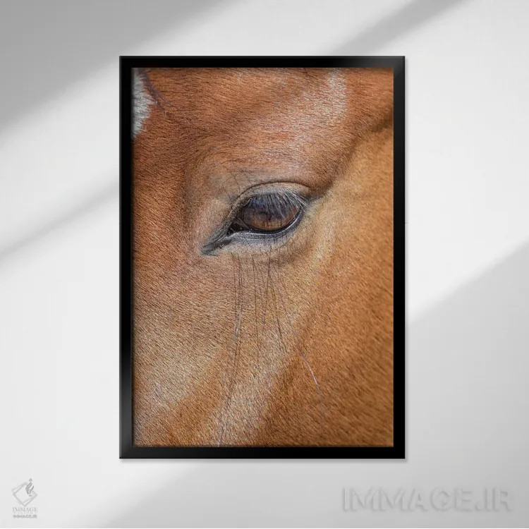 تابلو دکوراتیو Colorado, San Luis. Wild horse head close-up. USA, Colorado… اثر جینز گالری - نمای قابدار مشکی