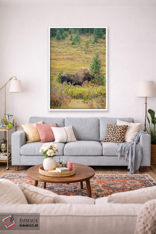 تابلو دکوراتیو Colorado, Cameron Pass. Bull moose with antlers.,آمریکا، کلر… اثر جینز گالری - D1W