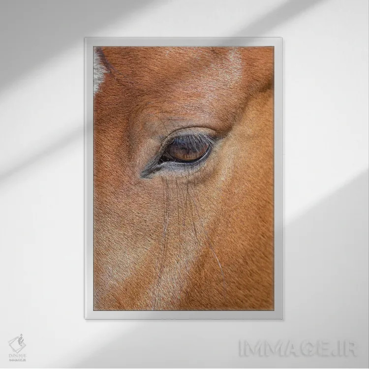 تابلو دکوراتیو Colorado, San Luis. Wild horse head close-up. USA, Colorado… اثر جینز گالری - نمای قابدار سفید