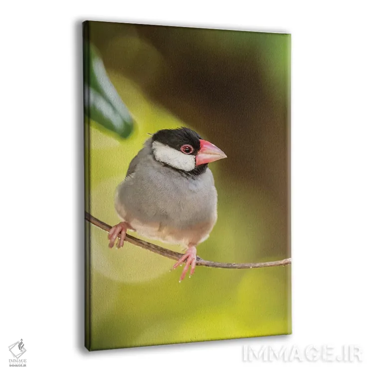 تابلو دکوراتیو Hawaii, Kona. Java sparrow close-up.,آمریکا، هاوایی، کونا. ن… اثر جینز گالری - نمای پرسپکتیو محصول
