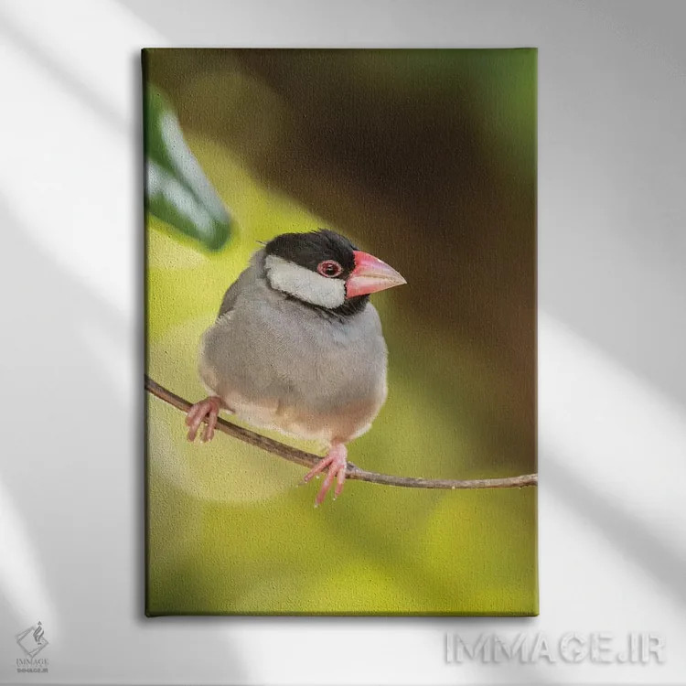 تابلو دکوراتیو Hawaii, Kona. Java sparrow close-up.,آمریکا، هاوایی، کونا. ن… اثر جینز گالری - نمای روبهرو روی دیوار