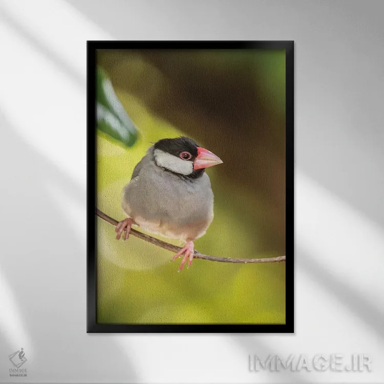 تابلو دکوراتیو Hawaii, Kona. Java sparrow close-up.,آمریکا، هاوایی، کونا. ن… اثر جینز گالری - نمای قابدار مشکی