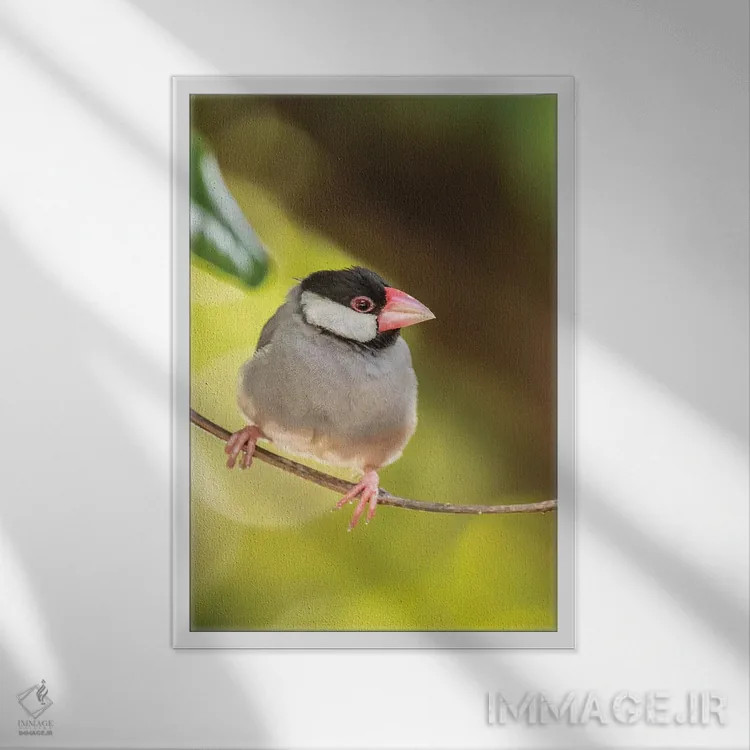 تابلو دکوراتیو Hawaii, Kona. Java sparrow close-up.,آمریکا، هاوایی، کونا. ن… اثر جینز گالری - نمای قابدار سفید