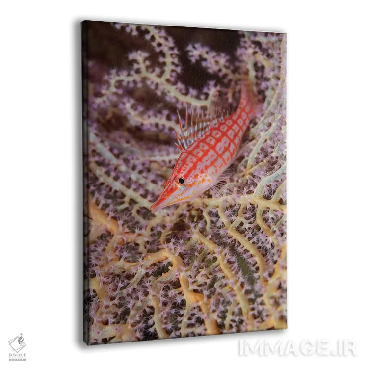 تابلو دکوراتیو Solomon Islands. Close-up of longnose hawkfish.,جنوب اقیانوس… اثر جینز گالری - نمای پرسپکتیو محصول