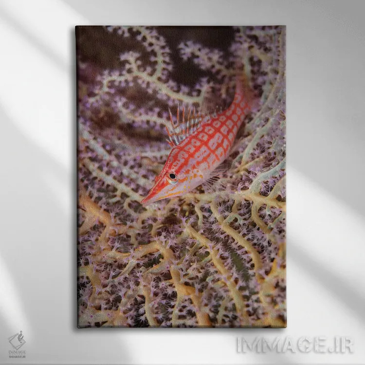 تابلو دکوراتیو Solomon Islands. Close-up of longnose hawkfish.,جنوب اقیانوس… اثر جینز گالری - نمای روبهرو روی دیوار