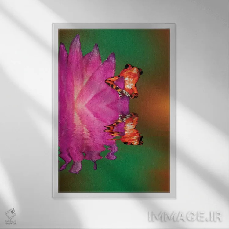 تابلو دکوراتیو Panama. Strawberry poison dart frog reflects on water.,آمریک… اثر جینز گالری - نمای قابدار سفید