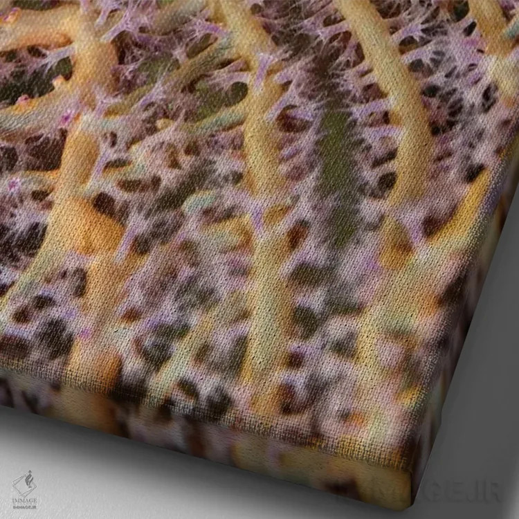 تابلو دکوراتیو Solomon Islands. Close-up of longnose hawkfish.,جنوب اقیانوس… اثر جینز گالری - نمای نزدیک بافت بوم