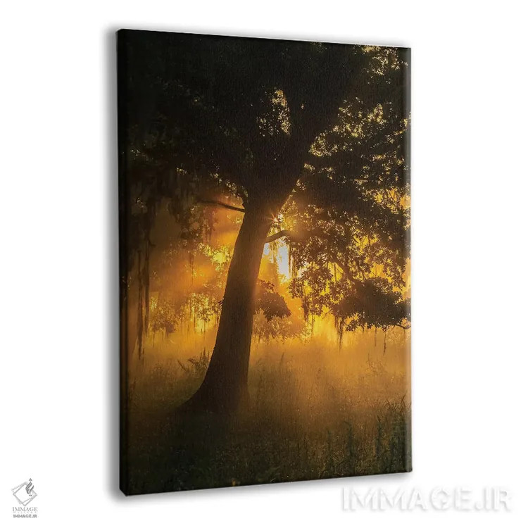 تابلو دکوراتیو Louisiana, Lake Martin. Foggy sunrise on trees.,آمریکا، لوئی… اثر جینز گالری - نمای پرسپکتیو محصول