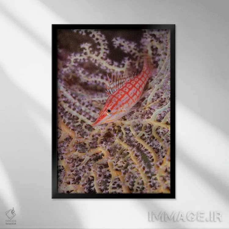 تابلو دکوراتیو Solomon Islands. Close-up of longnose hawkfish.,جنوب اقیانوس… اثر جینز گالری - نمای قابدار مشکی