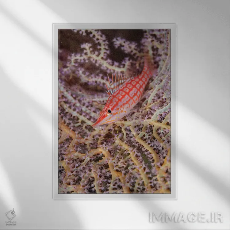 تابلو دکوراتیو Solomon Islands. Close-up of longnose hawkfish.,جنوب اقیانوس… اثر جینز گالری - نمای قابدار سفید