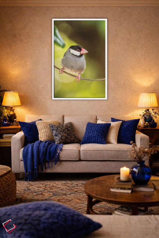 تابلو دکوراتیو Hawaii, Kona. Java sparrow close-up.,آمریکا، هاوایی، کونا. ن… اثر جینز گالری - D2W