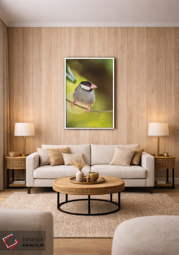 تابلو دکوراتیو Hawaii, Kona. Java sparrow close-up.,آمریکا، هاوایی، کونا. ن… اثر جینز گالری - D1W