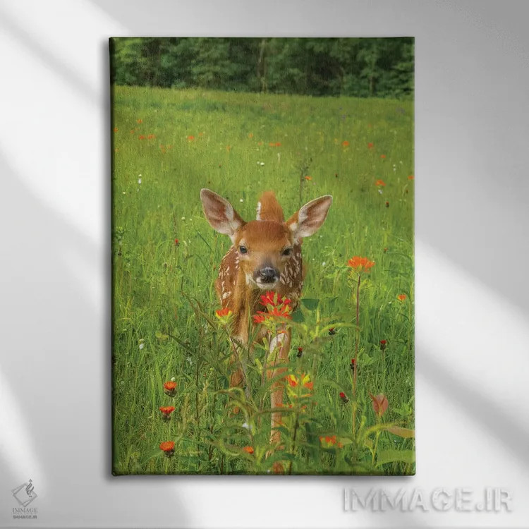 تابلو دکوراتیو Minnesota, Pine County. Captive fawn.,آمریکا، مینه سوتا، شهر… اثر جینز گالری - نمای روبهرو روی دیوار