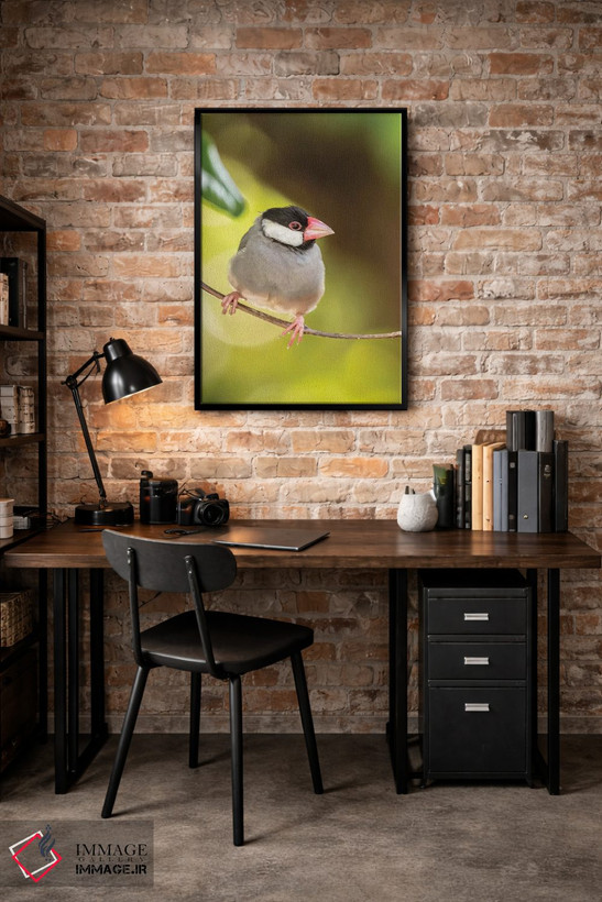 تابلو دکوراتیو Hawaii, Kona. Java sparrow close-up.,آمریکا، هاوایی، کونا. ن… اثر جینز گالری - D4B