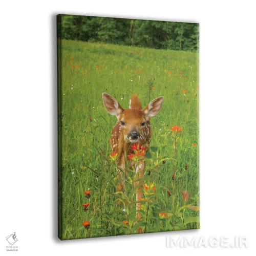 تابلو دکوراتیو Minnesota, Pine County. Captive fawn.,آمریکا، مینه سوتا، شهر… اثر جینز گالری - نمای پرسپکتیو محصول