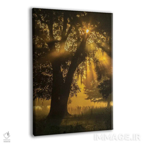 تابلو دکوراتیو Louisiana, Lake Martin. Tree silhouette in foggy sunrise.,آم… اثر جینز گالری - نمای پرسپکتیو محصول