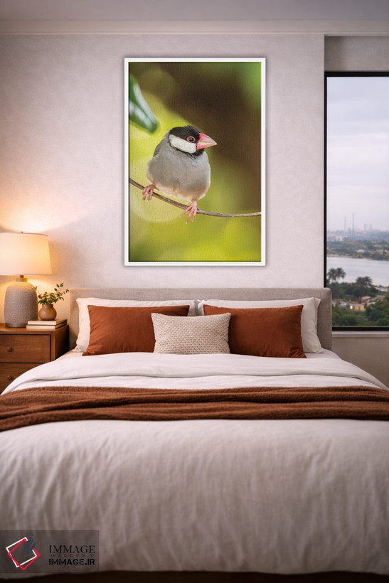 تابلو دکوراتیو Hawaii, Kona. Java sparrow close-up.,آمریکا، هاوایی، کونا. ن… اثر جینز گالری - D3W