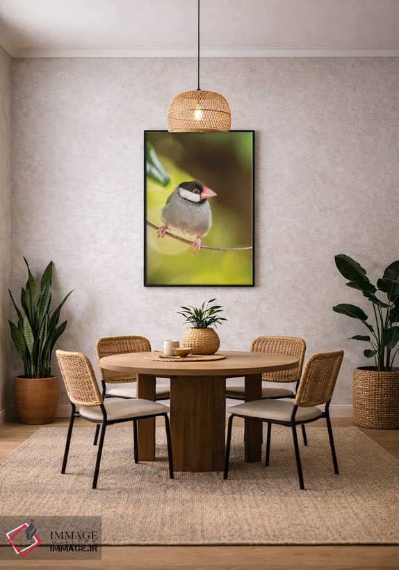 تابلو دکوراتیو Hawaii, Kona. Java sparrow close-up.,آمریکا، هاوایی، کونا. ن… اثر جینز گالری - D5B