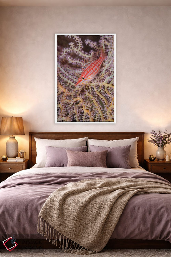 تابلو دکوراتیو Solomon Islands. Close-up of longnose hawkfish.,جنوب اقیانوس… اثر جینز گالری - D3W