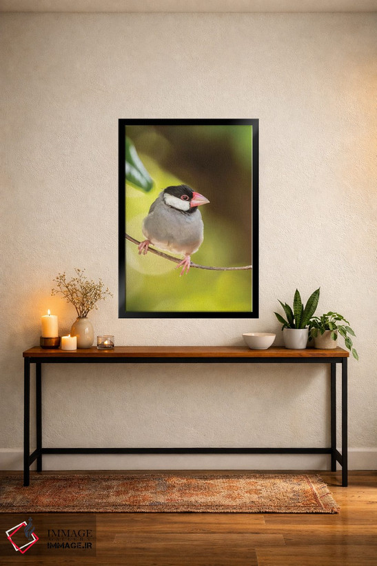 تابلو دکوراتیو Hawaii, Kona. Java sparrow close-up.,آمریکا، هاوایی، کونا. ن… اثر جینز گالری - D6B
