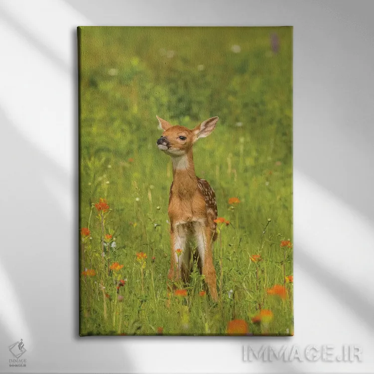 تابلو دکوراتیو Minnesota, Pine County. Captive fawn.,آمریکا، مینه سوتا، شهر… اثر جینز گالری - نمای روبهرو روی دیوار