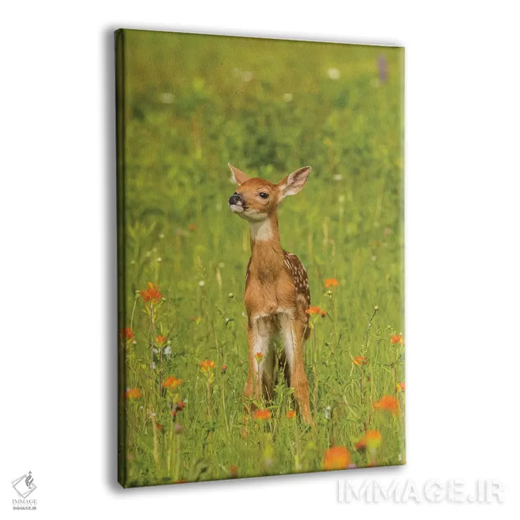 تابلو دکوراتیو Minnesota, Pine County. Captive fawn.,آمریکا، مینه سوتا، شهر… اثر جینز گالری - نمای پرسپکتیو محصول
