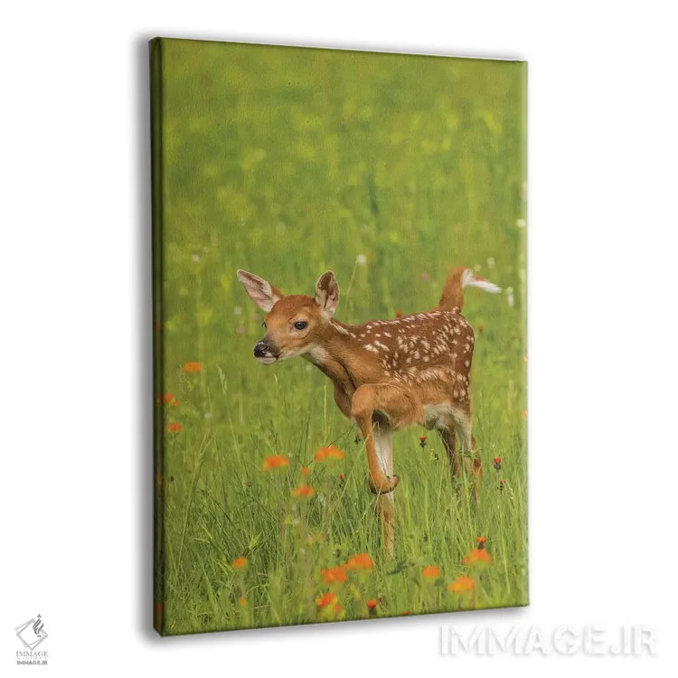 تابلو دکوراتیو Minnesota, Pine County. Captive fawn.,آمریکا، مینه سوتا، شهر… اثر جینز گالری - نمای پرسپکتیو محصول