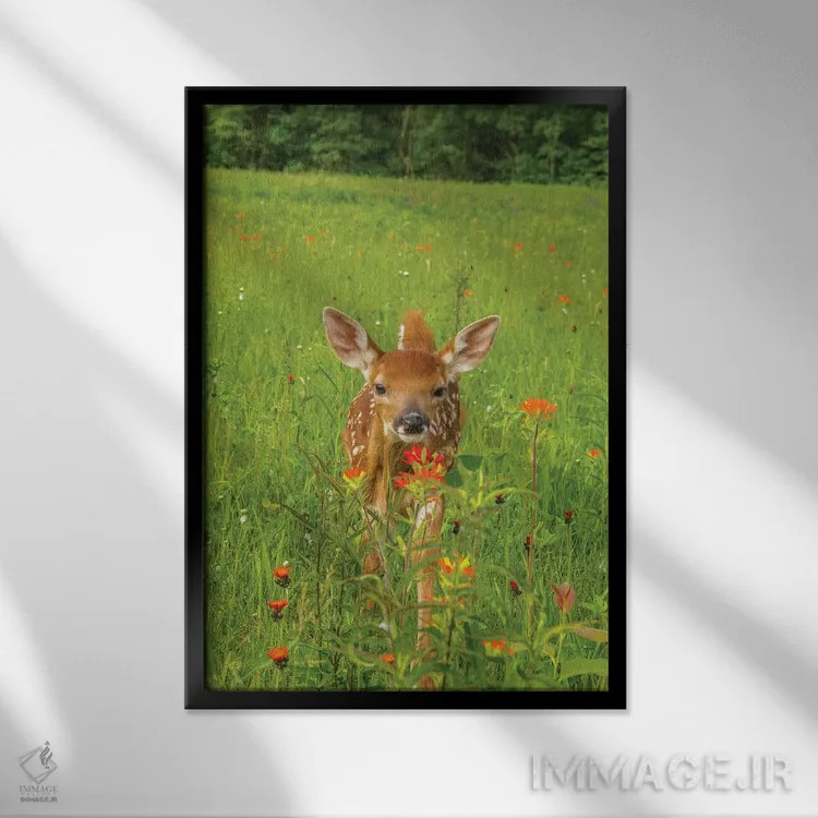 تابلو دکوراتیو Minnesota, Pine County. Captive fawn.,آمریکا، مینه سوتا، شهر… اثر جینز گالری - نمای قابدار مشکی