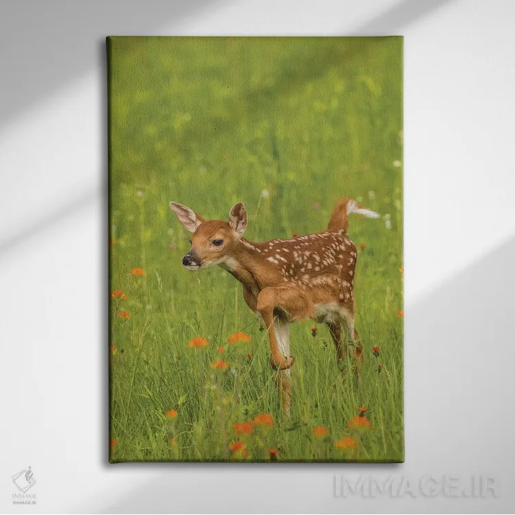 تابلو دکوراتیو Minnesota, Pine County. Captive fawn.,آمریکا، مینه سوتا، شهر… اثر جینز گالری - نمای روبهرو روی دیوار