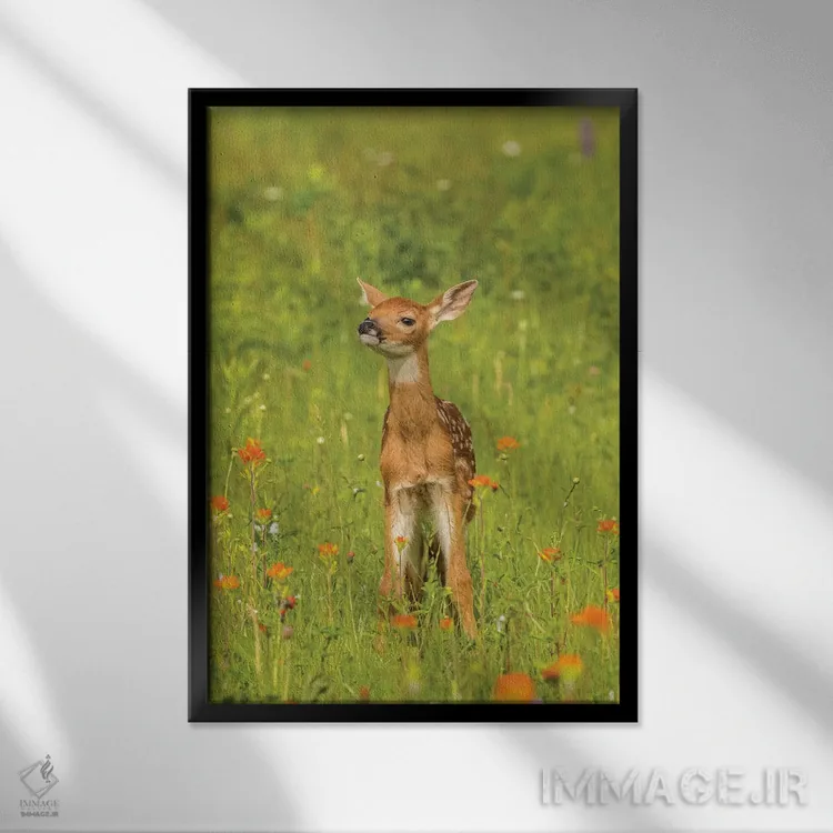 تابلو دکوراتیو Minnesota, Pine County. Captive fawn.,آمریکا، مینه سوتا، شهر… اثر جینز گالری - نمای قابدار مشکی