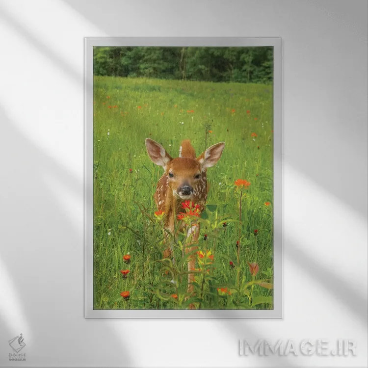 تابلو دکوراتیو Minnesota, Pine County. Captive fawn.,آمریکا، مینه سوتا، شهر… اثر جینز گالری - نمای قابدار سفید