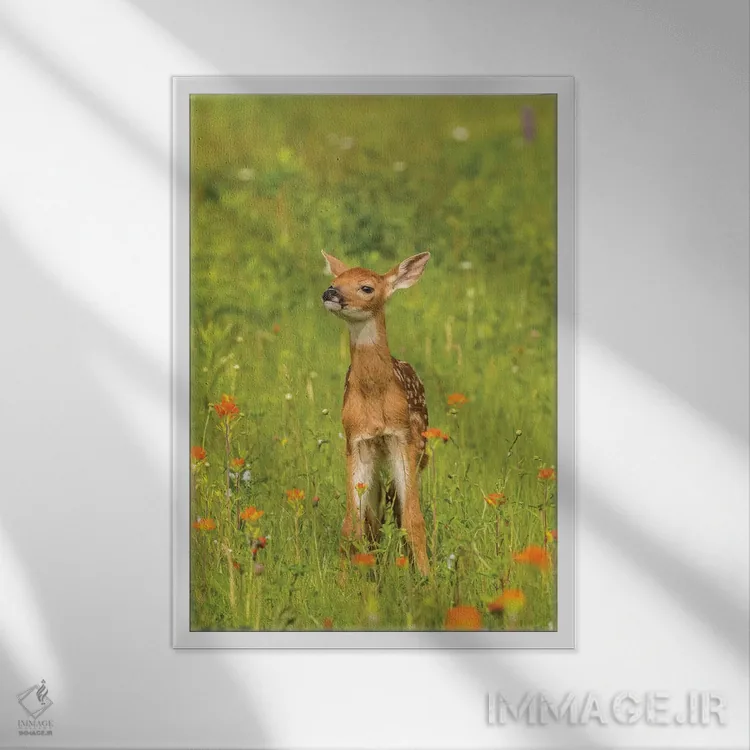 تابلو دکوراتیو Minnesota, Pine County. Captive fawn.,آمریکا، مینه سوتا، شهر… اثر جینز گالری - نمای قابدار سفید