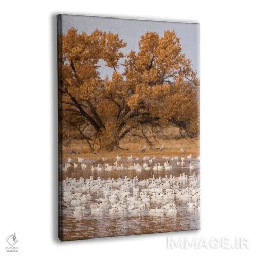 تابلو دکوراتیو New Mexico, Bosque Del Apache National Wildlife Refuge. Floc… اثر جینز گالری - نمای پرسپکتیو محصول