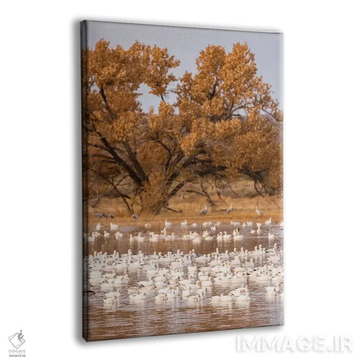 تابلو دکوراتیو New Mexico, Bosque Del Apache National Wildlife Refuge. Floc… اثر جینز گالری - نمای پرسپکتیو محصول