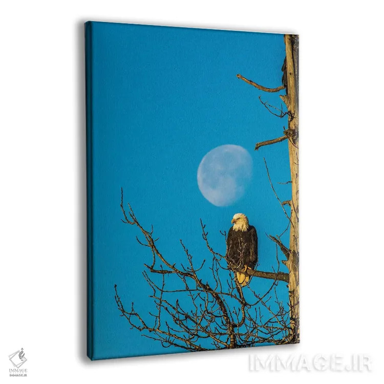 تابلو دکوراتیو Alaska, Chilkat Bald Eagle Preserve, bald eagle and moon,ایا… اثر جینز گالری - نمای پرسپکتیو محصول