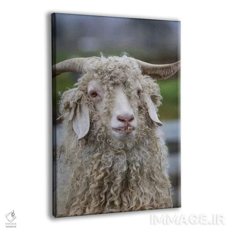 تابلو دکوراتیو Oregon. Old goat close-up.,ایالات متحده، اورگن. نمای نزدیک ب… اثر جینز گالری - نمای پرسپکتیو محصول