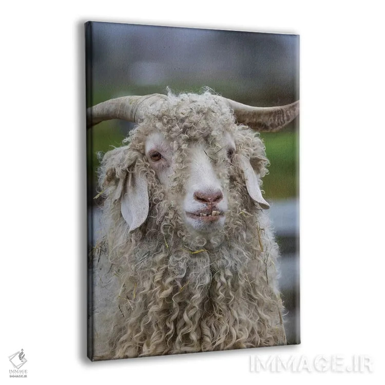 تابلو دکوراتیو Oregon. Old goat close-up.,ایالات متحده، اورگن. نمای نزدیک ب… اثر جینز گالری - نمای پرسپکتیو محصول