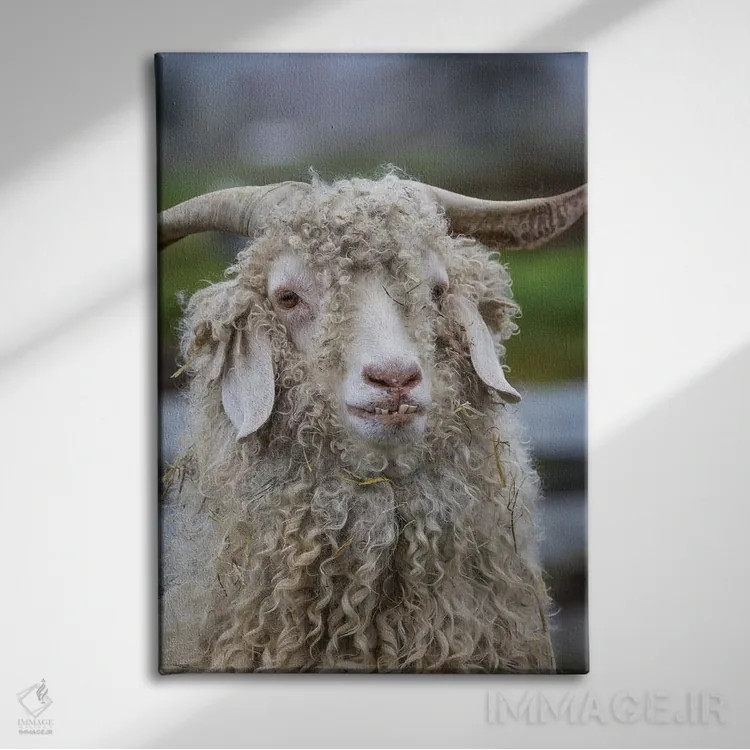 تابلو دکوراتیو Oregon. Old goat close-up.,ایالات متحده، اورگن. نمای نزدیک ب… اثر جینز گالری - نمای روبهرو روی دیوار