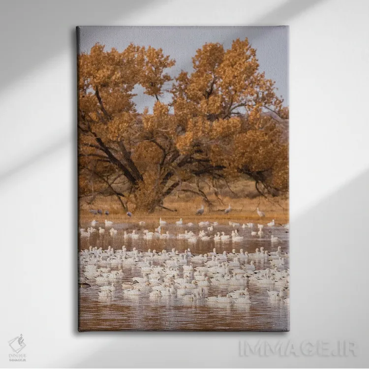 تابلو دکوراتیو New Mexico, Bosque Del Apache National Wildlife Refuge. Floc… اثر جینز گالری - نمای روبهرو روی دیوار