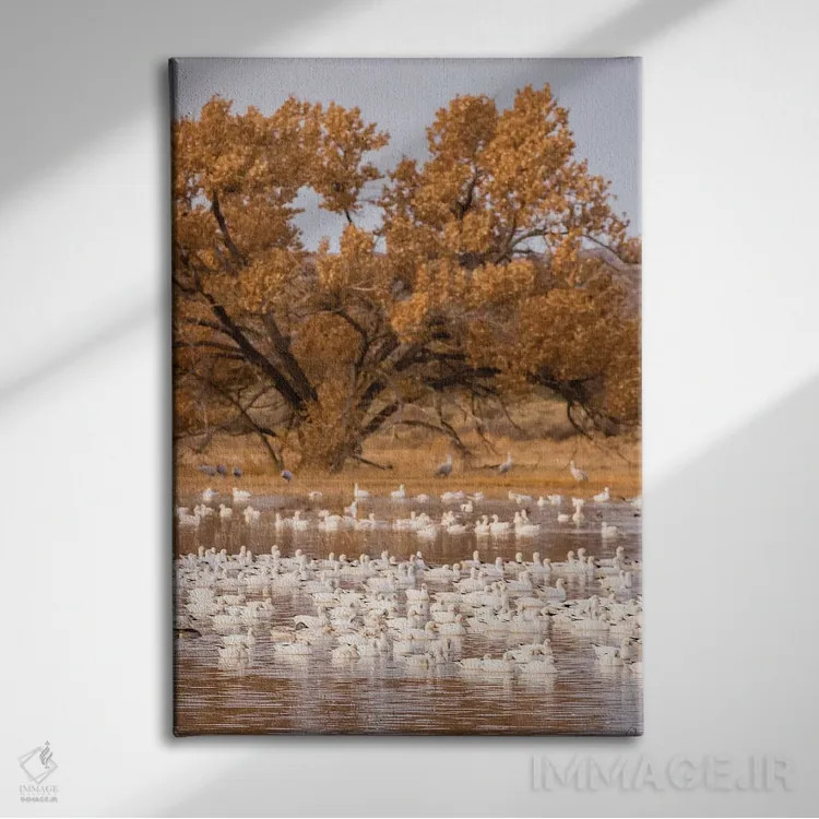 تابلو دکوراتیو New Mexico, Bosque Del Apache National Wildlife Refuge. Floc… اثر جینز گالری - نمای روبهرو روی دیوار