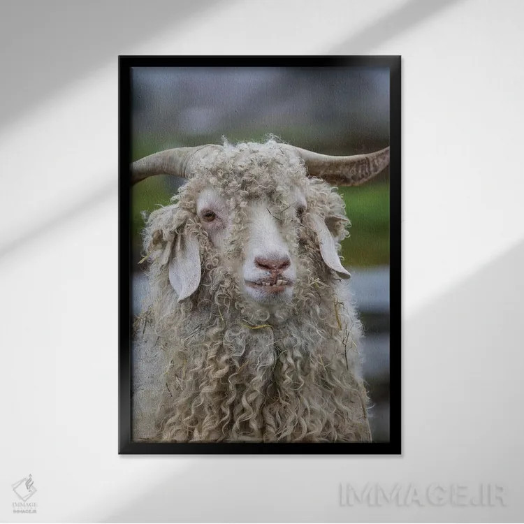 تابلو دکوراتیو Oregon. Old goat close-up.,ایالات متحده، اورگن. نمای نزدیک ب… اثر جینز گالری - نمای قابدار مشکی