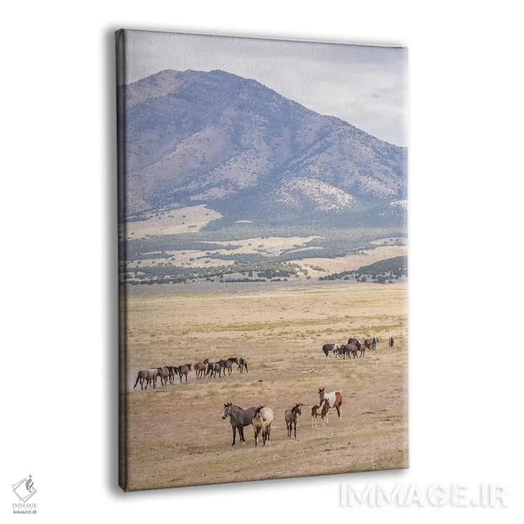 تابلو دکوراتیو Utah, Tooele County. Wild horse bands and mountain.,ایالات م… اثر جینز گالری - نمای پرسپکتیو محصول