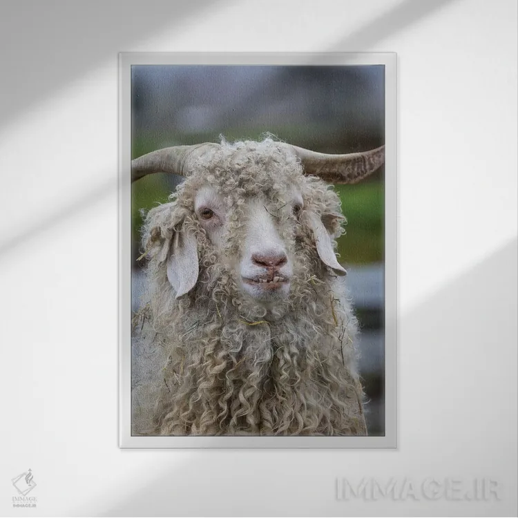 تابلو دکوراتیو Oregon. Old goat close-up.,ایالات متحده، اورگن. نمای نزدیک ب… اثر جینز گالری - نمای قابدار سفید