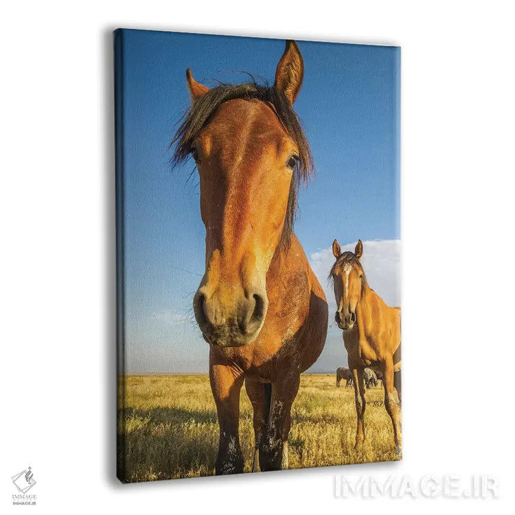 تابلو دکوراتیو Utah, Tooele County. Wild horses close-up.,ایالات متحده، یوت… اثر جینز گالری - نمای پرسپکتیو محصول