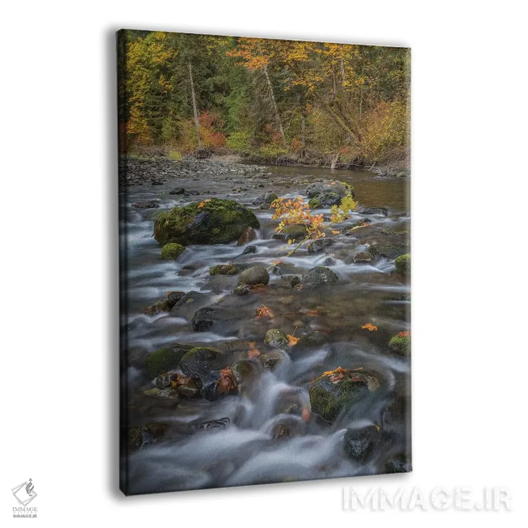 تابلو دکوراتیو Washington State, Olympic National Forest. Fall forest color… اثر جینز گالری - نمای پرسپکتیو محصول