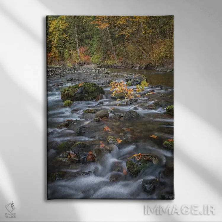 تابلو دکوراتیو Washington State, Olympic National Forest. Fall forest color… اثر جینز گالری - نمای روبهرو روی دیوار