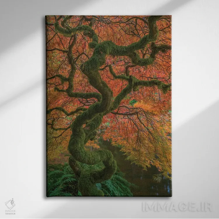 تابلو دکوراتیو Washington State, Bainbridge Island. Japanese maple tree in… اثر جینز گالری - نمای روبهرو روی دیوار