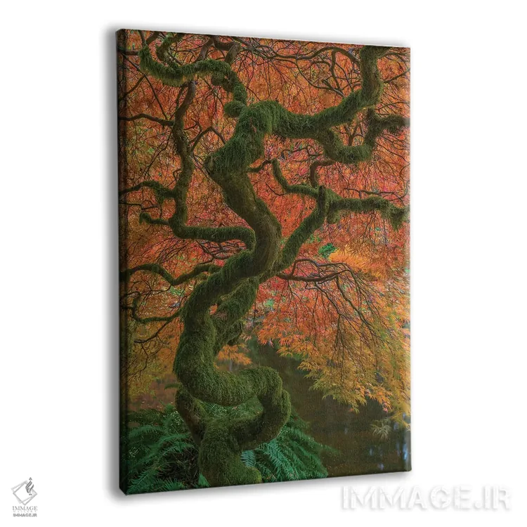 تابلو دکوراتیو Washington State, Bainbridge Island. Japanese maple tree in… اثر جینز گالری - نمای پرسپکتیو محصول