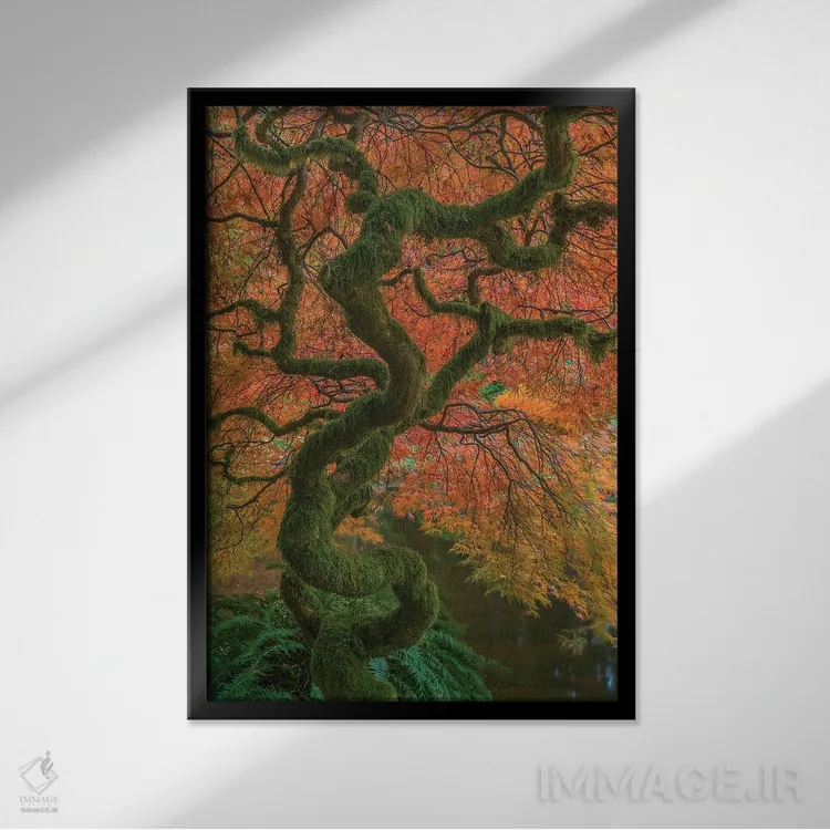 تابلو دکوراتیو Washington State, Bainbridge Island. Japanese maple tree in… اثر جینز گالری - نمای قابدار مشکی