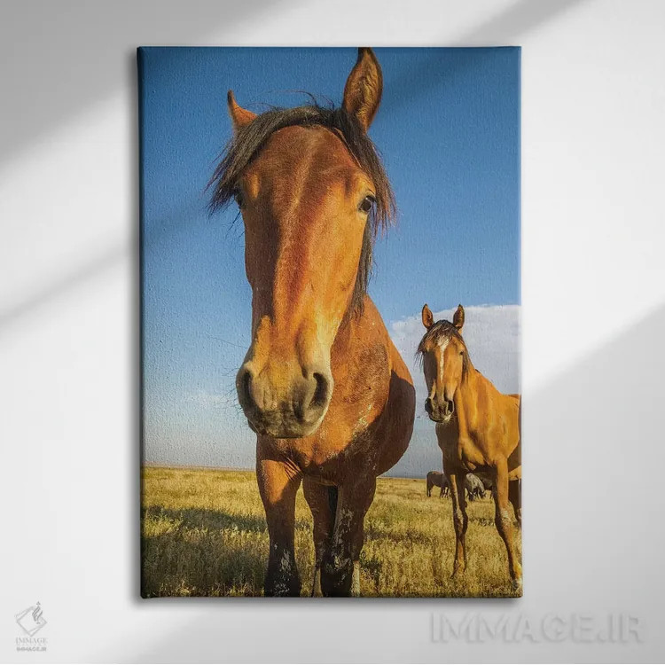 تابلو دکوراتیو Utah, Tooele County. Wild horses close-up.,ایالات متحده، یوت… اثر جینز گالری - نمای روبهرو روی دیوار